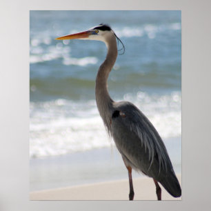 Poster Heron no Perfil de Praia 16x20 