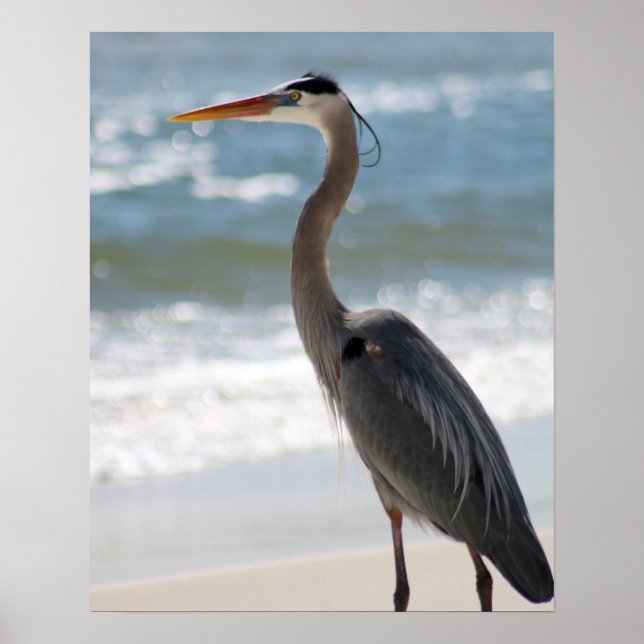 Poster Heron no perfil de praia Cor 16x20 (Frente)