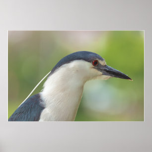 Poster Heron Noturno de coroação negra