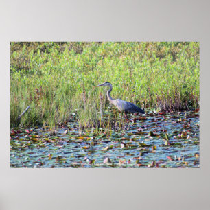 Poster Heron P6450