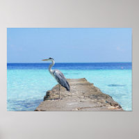 Heron Sea Bird
