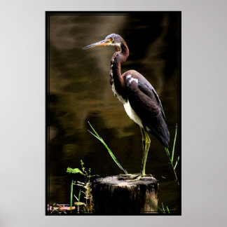 Poster Heron tricolorado -40x60 -outros tamanhos