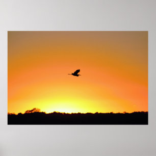 Poster Heron Voando no Sunset Photo