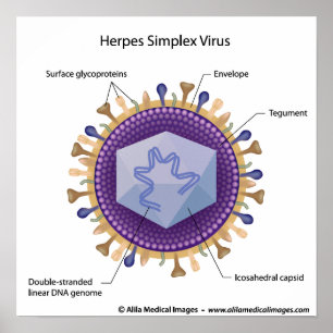 Poster Herpesvirus labeled diagram.