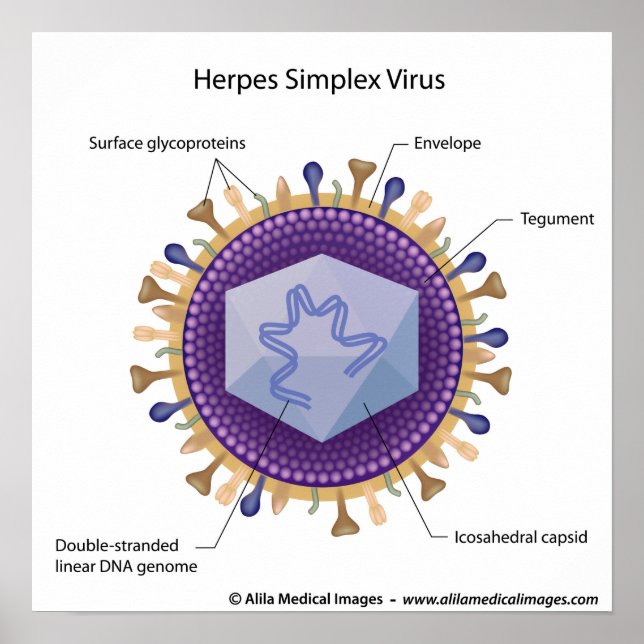 Poster Herpesvirus labeled diagram. (Frente)
