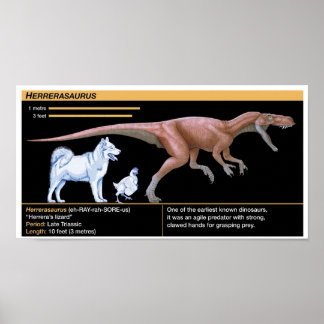 Poster Herrerasaurus - Biology Dinosaur Jurassic