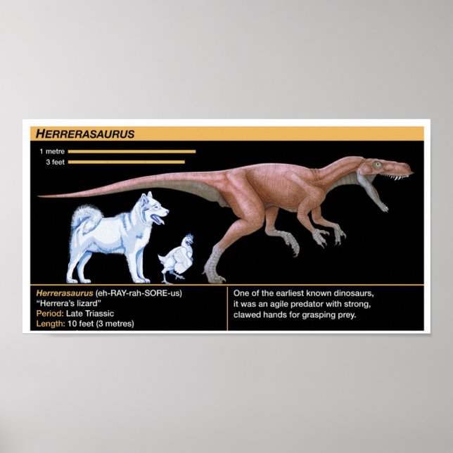 Poster Herrerasaurus - Biology Dinosaur Jurassic (Frente)