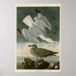 Poster Herring Gull do Birds of America, de John Audubon