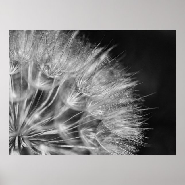 Poster Herrliches Detail Pusteblume em schwarz weiß (Frente)