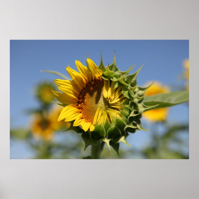 Pôster Hesitant (Frente)