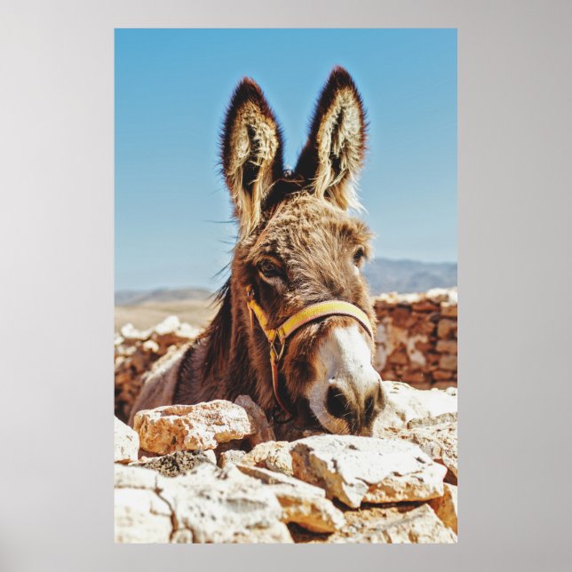 POSTER HI DONKEY (Frente)