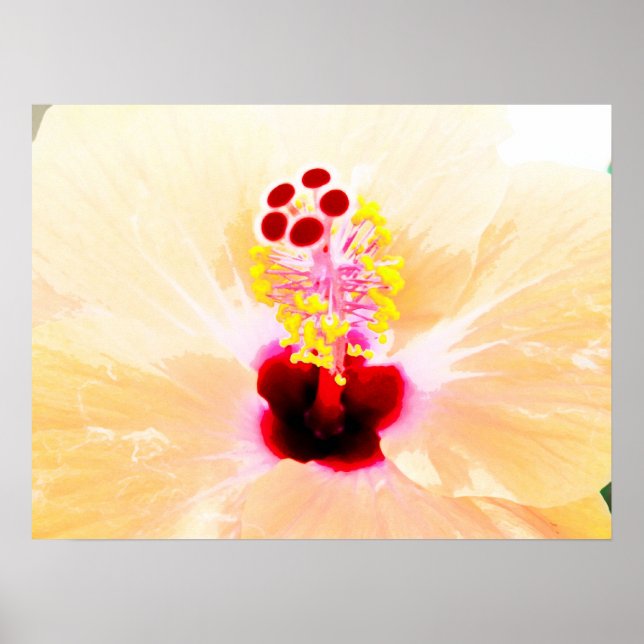 Poster hibisco (Frente)