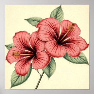 Poster Hibisco Antigo em Papel Desgastado