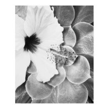 Hibisco Preto e Branco