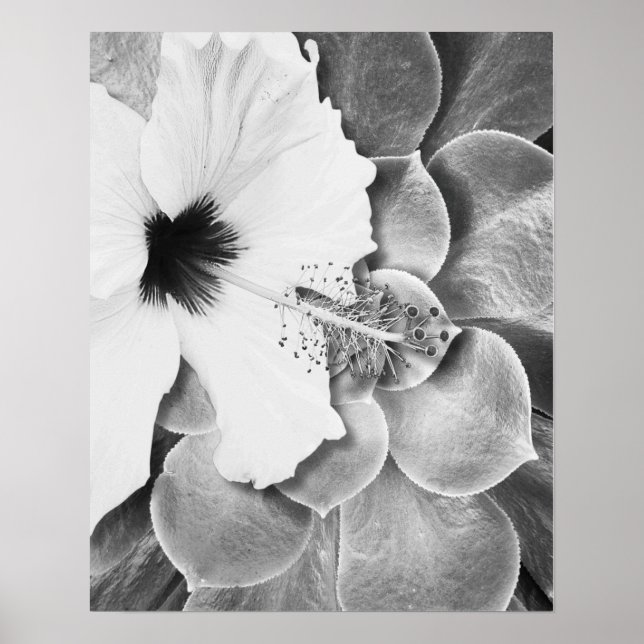 Poster Hibisco Preto e Branco (Frente)