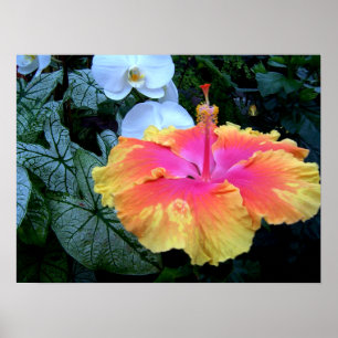 Pôster hibiscus