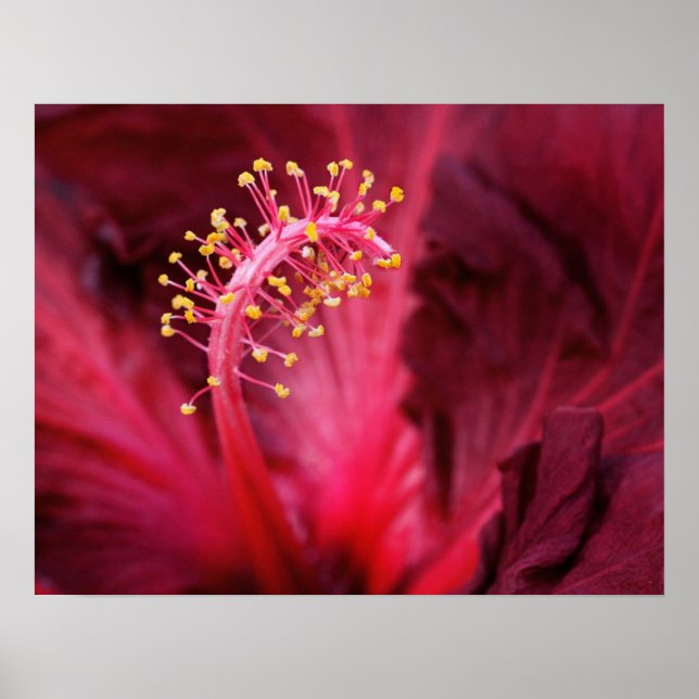 Pôster Hibiscus (Frente)