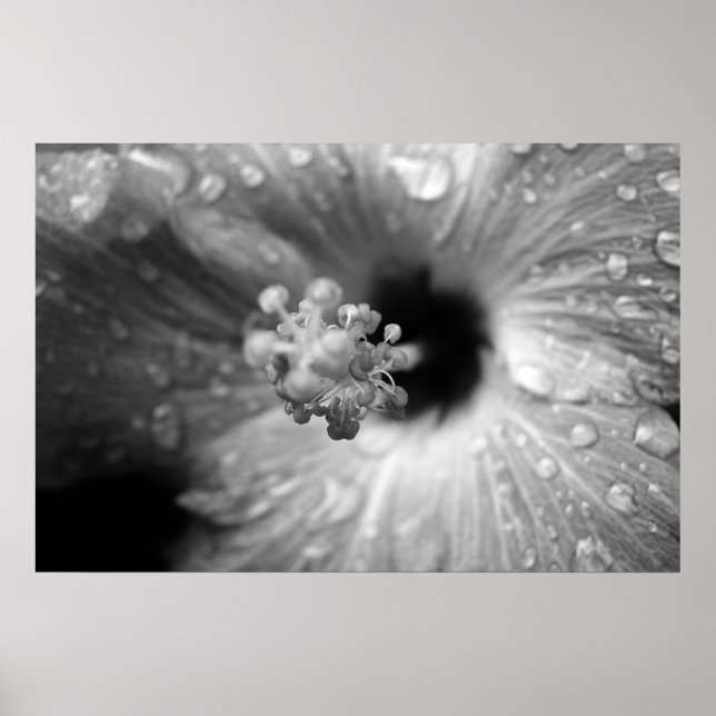 Poster Hibiscus (Frente)