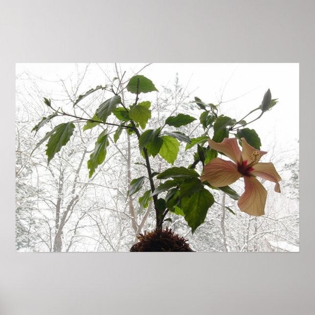 Pôster Hibiscus #1 (Frente)