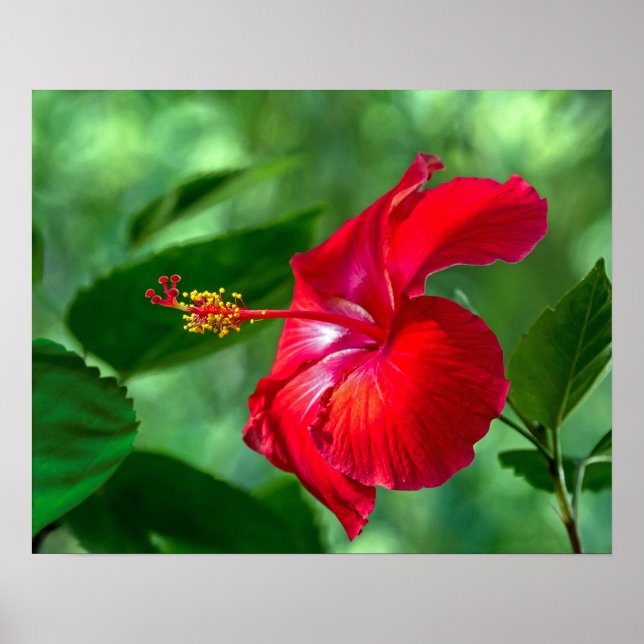 Pôster Hibiscus Blossom (Frente)