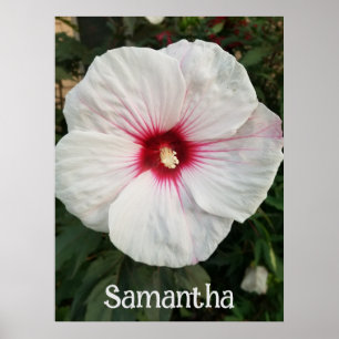 Poster Hibiscus branco personalizável com centro rosa que