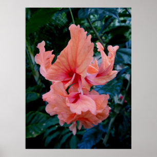Pôster Hibiscus do híbrido do pêssego
