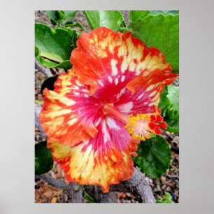 Pôster Hibiscus híbrido havaiano