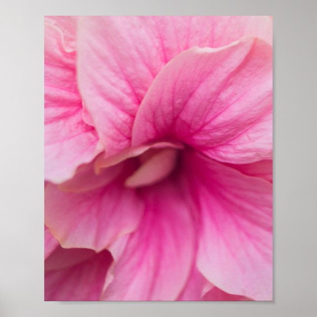 Poster Hibiscus rosa (Frente)