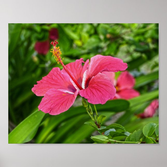 Poster Hibiscus Rosa Escuro (Frente)