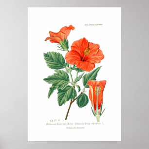 Pôster Hibiscus Rosa-sinensis