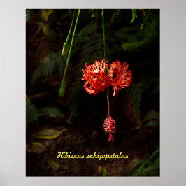 Poster Hibiscus schizopetalus - Lanterna Japonesa