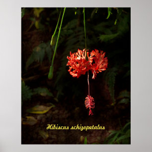 Poster Hibiscus schizopetalus - Lanterna Japonesa