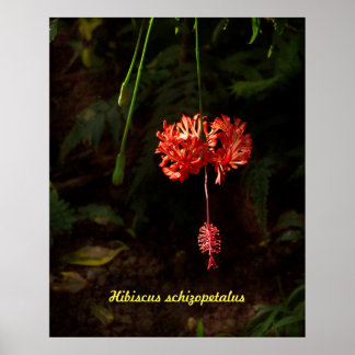 Poster Hibiscus schizopetalus - Lanterna Japonesa