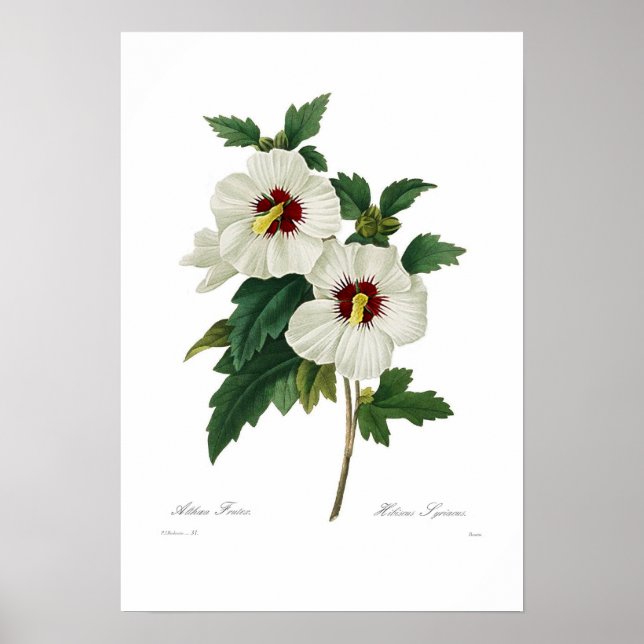 Poster Hibiscus syriacus (Frente)