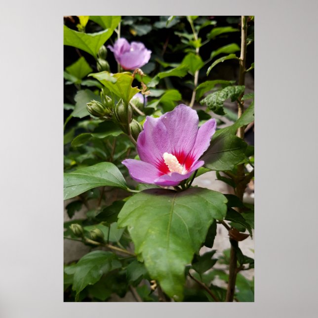 Poster Hibiscus syriacus Aphrodite Arbusto, rosa Flor (Frente)