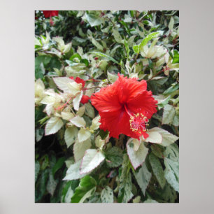 Pôster Hibiscus Variegated
