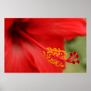 Pôster Hibiscus vermelho