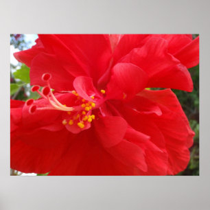 Pôster Hibiscus vermelho