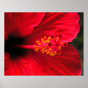 Poster Hibiscus vermelho