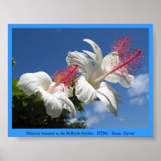 Poster Hibiscus waimeae no Jardim McBryde - NTBG - Kauai