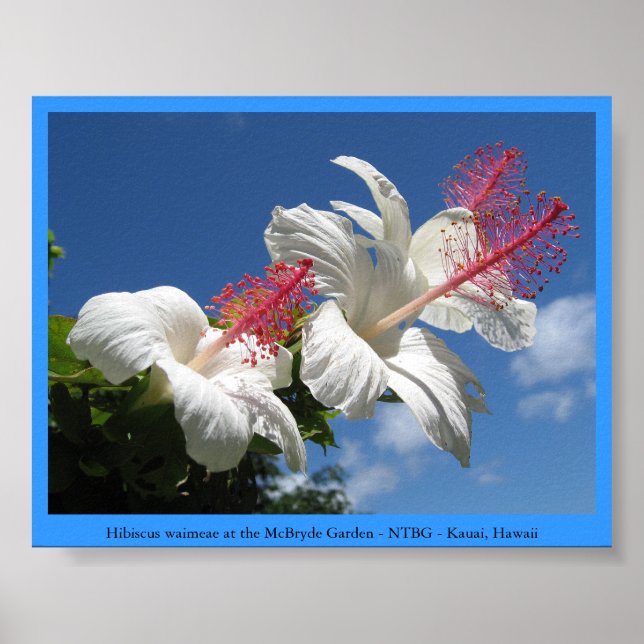 Poster Hibiscus waimeae no Jardim McBryde - NTBG - Kauai (Frente)