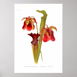 Poster Híbrido do Sarracenia