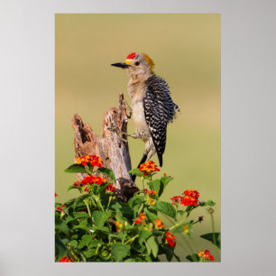 Poster Hidalgo County, Texas. Golden-fronted Woodpecker