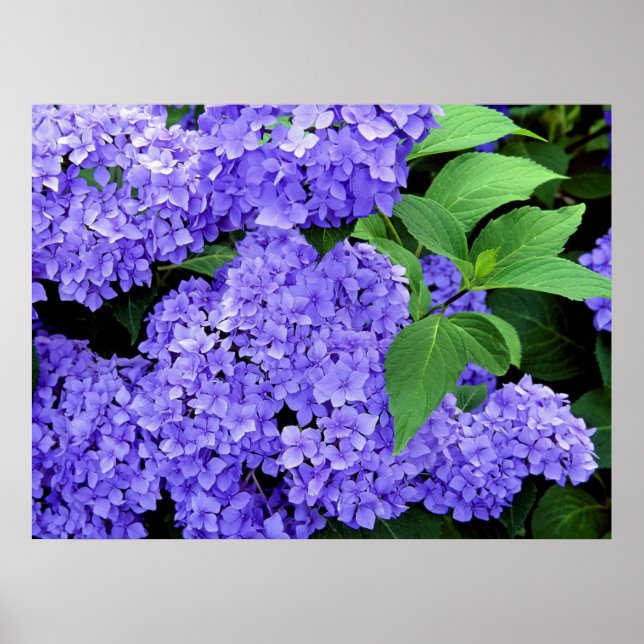 Poster Hidrangea (Frente)