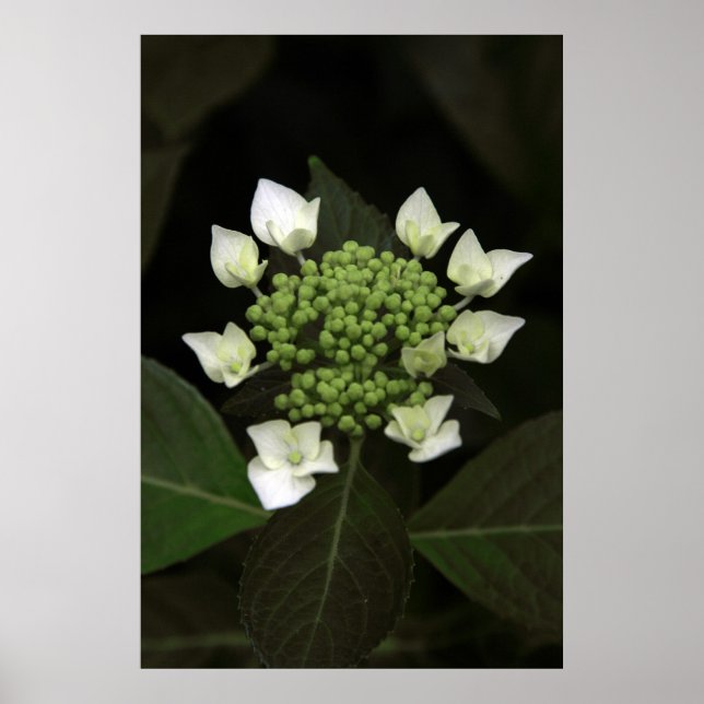 Poster Hidrangea (Frente)