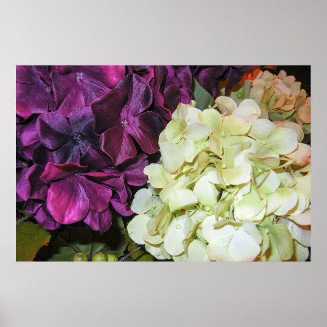 Pôster Hídrangea Blooms em Púrpura Escura e Branco (Frente)
