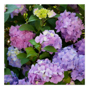 Pôster hidrangea colorido