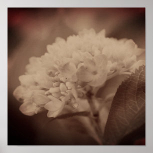 Poster Hidrangea Flor Na Vintage Sepia