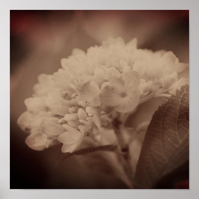 Poster Hidrangea Flor Na Vintage Sepia (Frente)