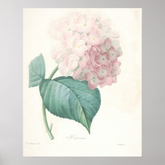 Pôster Hidrangea rosa